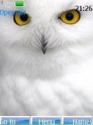 snowy owl