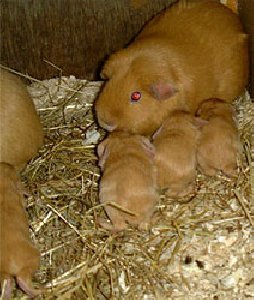 Кормление случка роды и всё всё о свинка