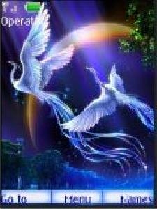 birds