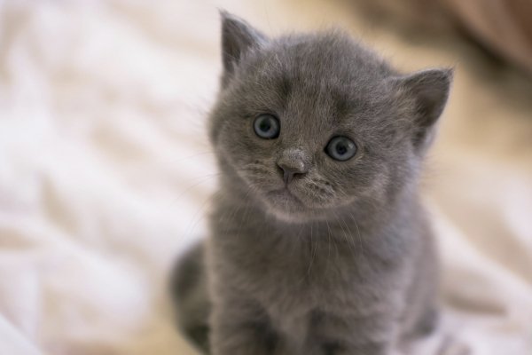Котёнок