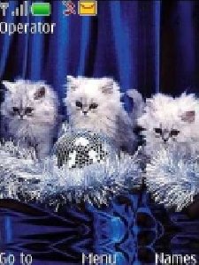 kittens