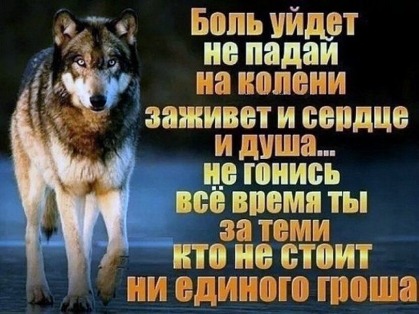 Волк
