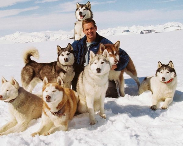 Movies Dogs from the movie Eight Below 0