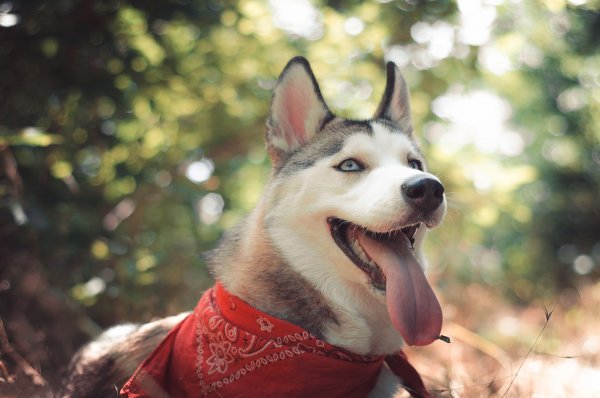 Haski-layka-sobaka