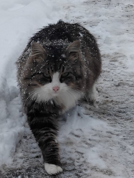 Мишка
