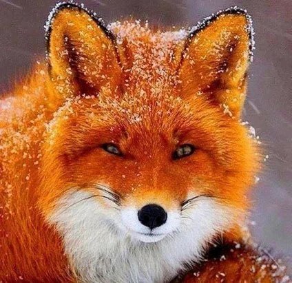 Лисичка Зима