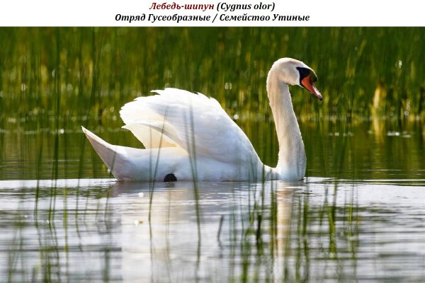 Лебедь-шипун (Cygnus olor)