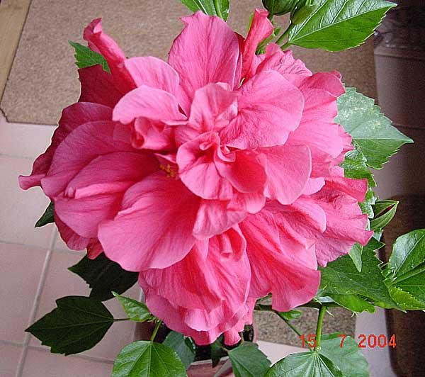 file_86277494