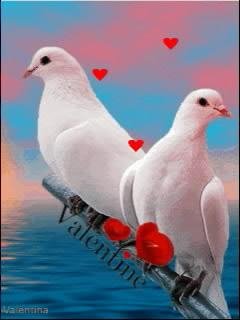 Love голуби анимация