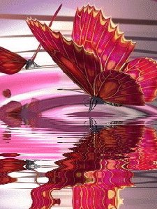Butterfly