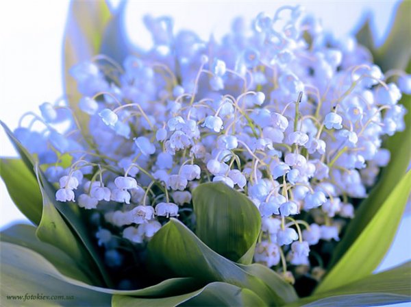 file_86523456