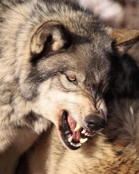 wolf