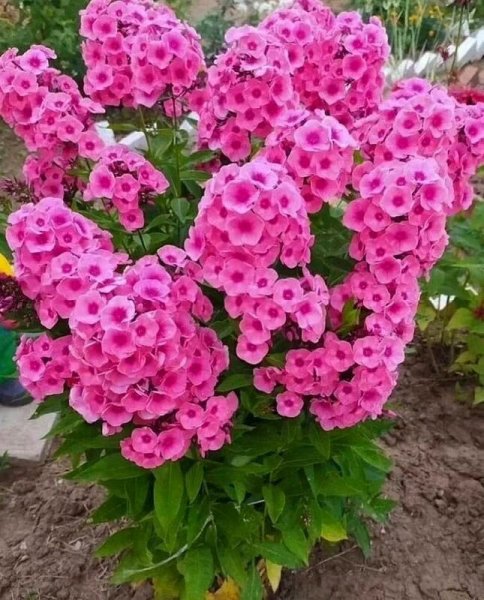 Чтобы флoкcы цвeли два paзa зa ceзoн