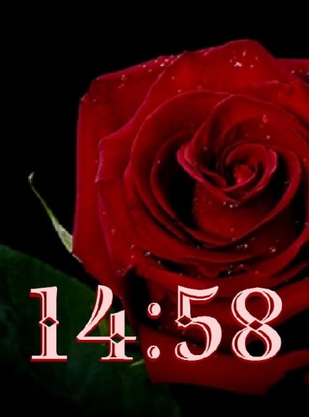 Rose