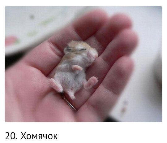Хомячок
