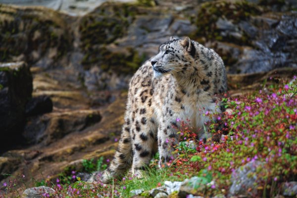 Snezhnyi-bars-irbis-tsvety-kamni-priroda-vzgliad-profil-stoi
