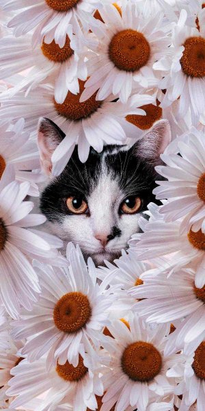 file_84432707