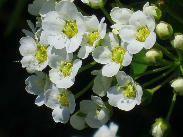 Image (3)