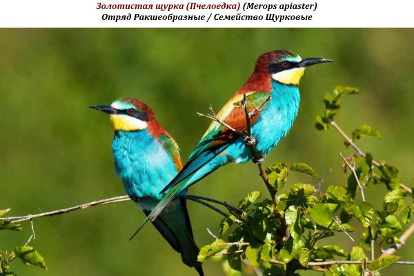 Золотистая щурка (Пчелоедка) (Merops apiaster)