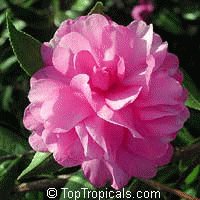 file_85269013