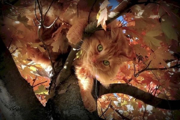 Котёнок на дереве (6)