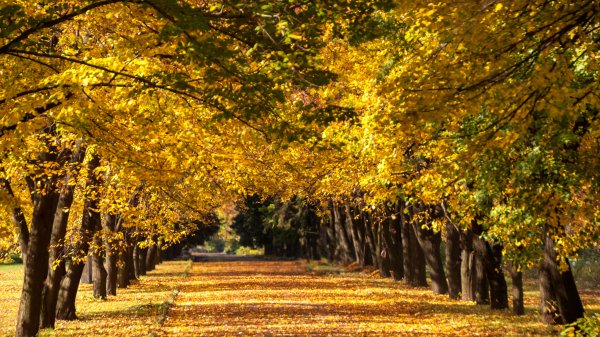 04-08-golden-autumn