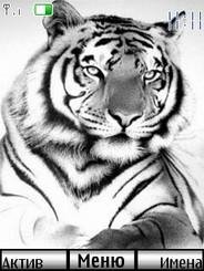 white tiger