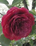file_86274459