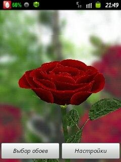 Live wallpaper rose.35