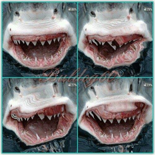 Magic Touch Shark Attack