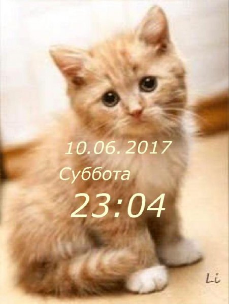Милый котенок