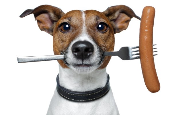 Jack-Russell-terrier-Snout