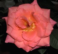 file_86274441