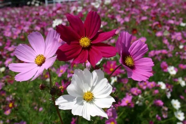 file_96209158