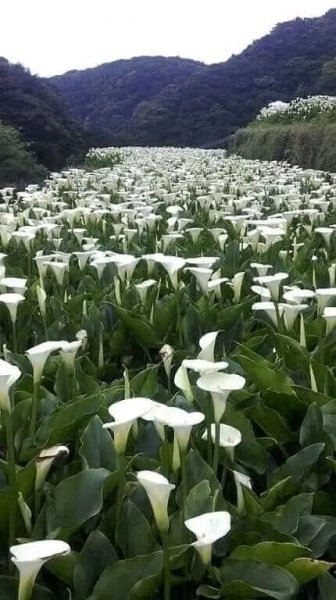 file_96269921