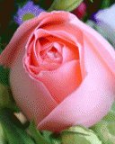 file_85268888