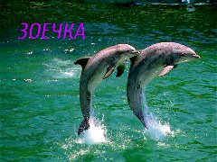 Зоечка1