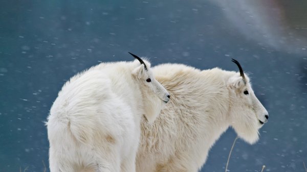 Снежная горная коза Glacier Goats UHD обои 4К