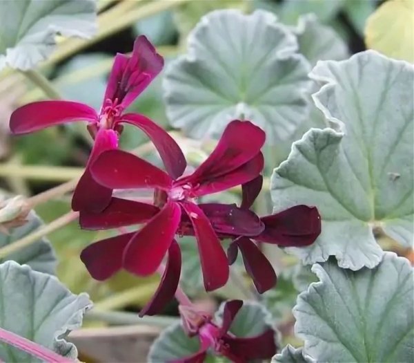 Пеларгония сидовидная (Pelargonium sidoides)