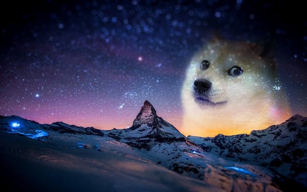 wow dog