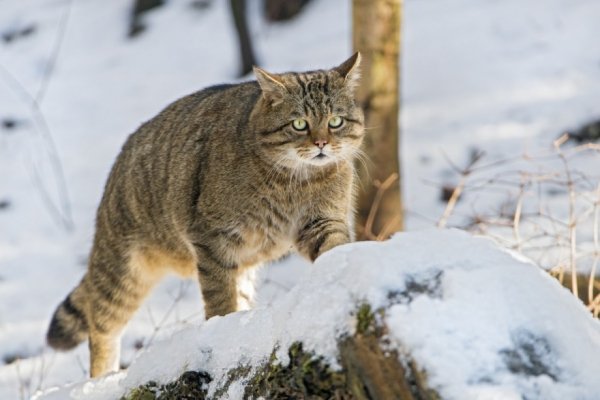 Кот в лесу. (33)
