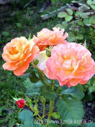 file_85268902
