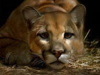 file_53822269