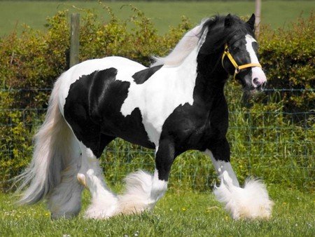 black-and-white-horse-1