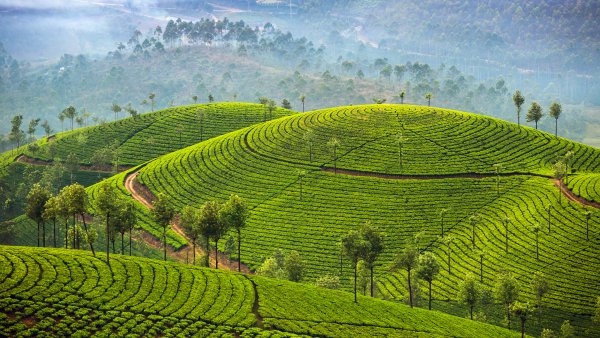 Чайные плантации Муннар Tea Plantations Munnar UHD обои 4К