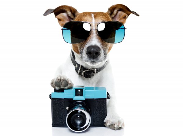 Dog-phone-glasses