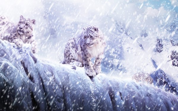 koshki zhivotnye sneg gory bars leopard