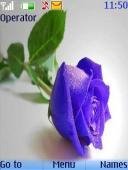 valentine blue rose