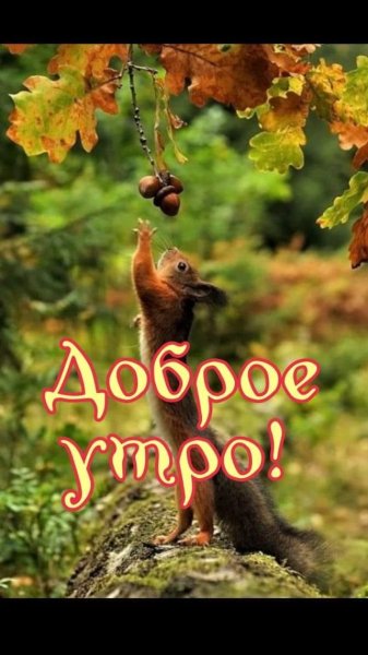 Доброе утро