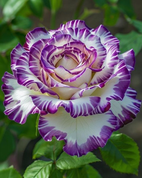 Cbe954